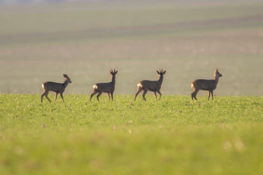 group of deer in a field in spring