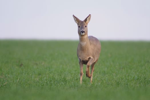 a beautiful doe doe standing on a green field in spring