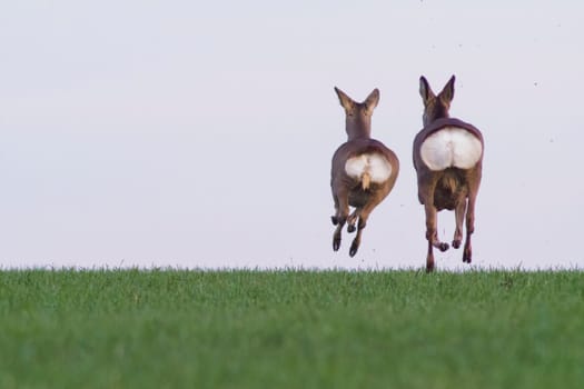 group of deer in a field in spring