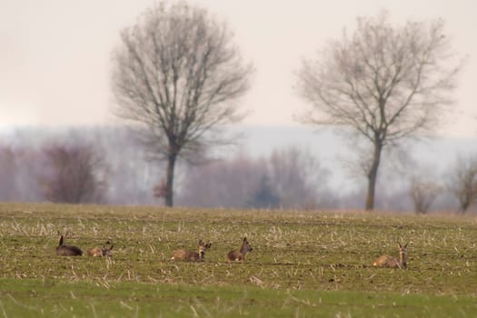 a group of roe deer in a field in autumn