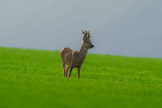 a young roebuck stands on a green field in spring