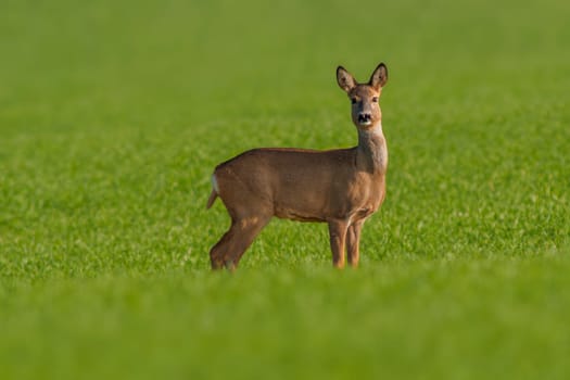 a beautiful doe doe standing on a green field in spring