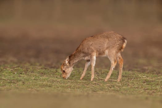 young red deer doe stand in a meadow