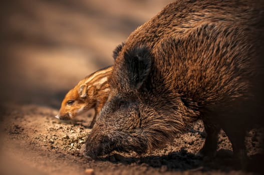 a wild boar family in a deciduous forest in spring