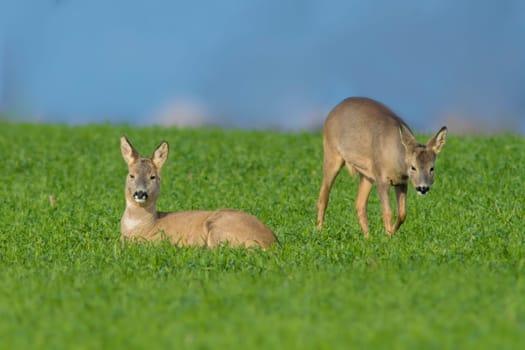 group of deer in a field in spring