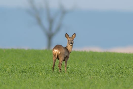 a beautiful doe doe standing on a green field in spring