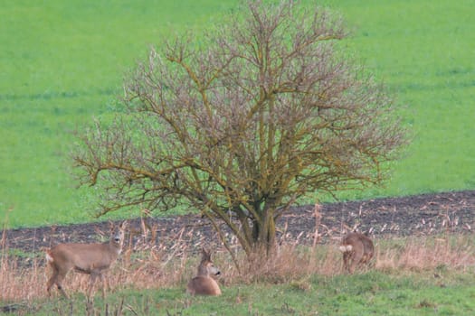 a group of roe deer in a field in autumn