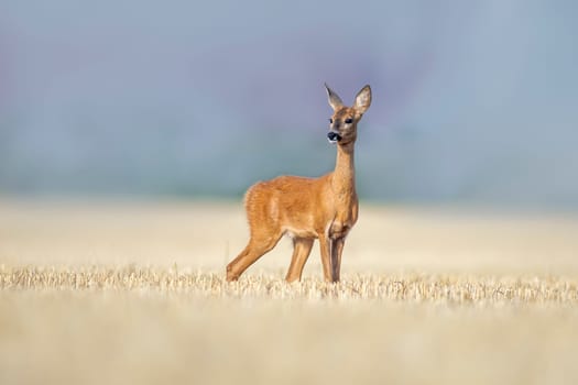 a beautiful roe deer doe stands on a harvested field in summer