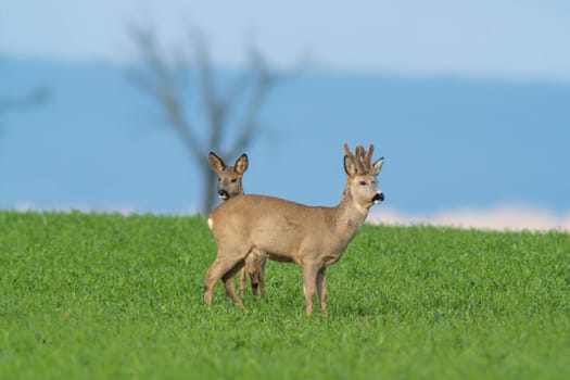 group of deer in a field in spring