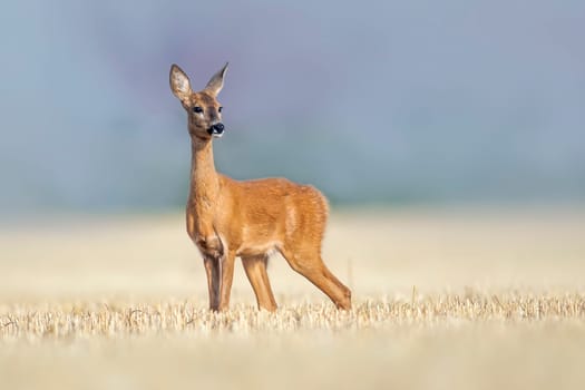 a beautiful roe deer doe stands on a harvested field in summer