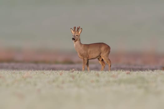 a young roebuck stands on a frozen field in winter
