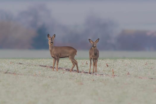 a group of deer in a field in winter