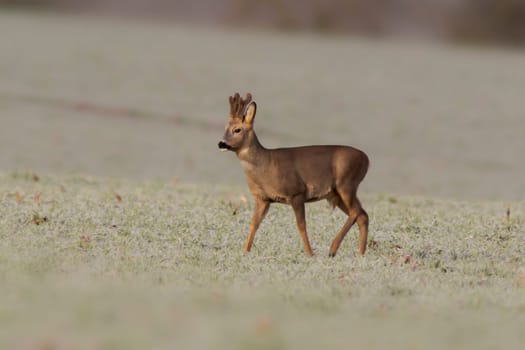 a young roebuck stands on a frozen field in winter