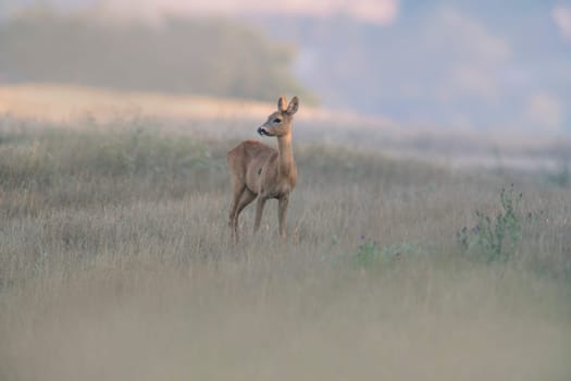 a beautiful roe deer doe stands on a meadow in summer