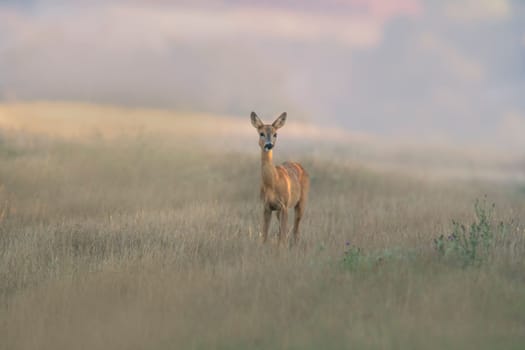 a beautiful roe deer doe stands on a meadow in summer