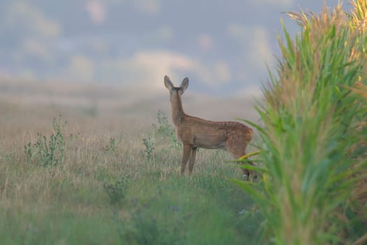 a young roebuck looks out of a cornfield in summer