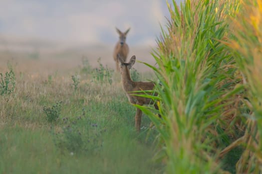 a Roe deer doe with young at a corn field in summer