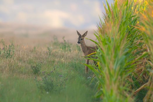 a young roebuck looks out of a cornfield in summer