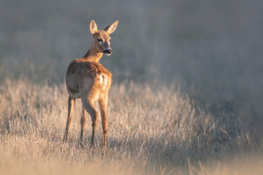 a beautiful roe deer doe stands on a meadow in summer