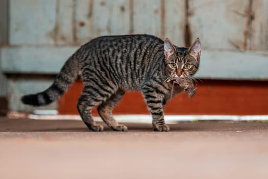 pretty adult cat caught a mouse and looks straight into the camera