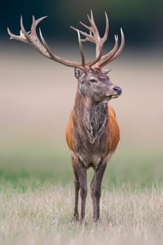 a handsome red deer buck stands in a meadow