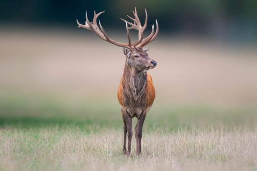 a handsome red deer buck stands in a meadow
