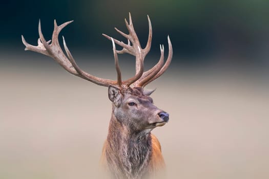 a portrait of a pretty red deer buck