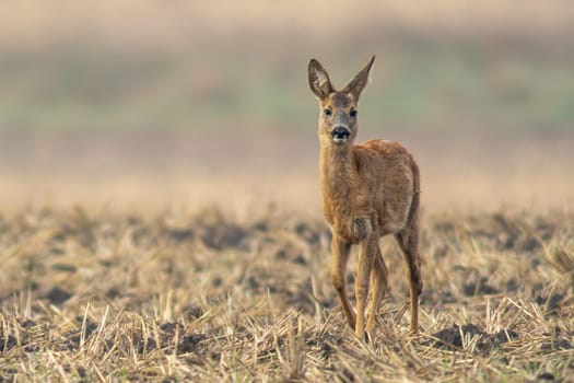 a young roebuck stands on a harvested field in autumn