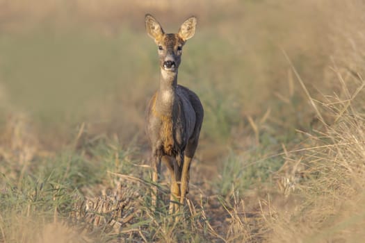 a beautiful roe deer doe stands on a meadow in summer