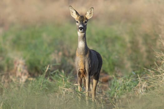 a beautiful roe deer doe stands on a meadow in summer