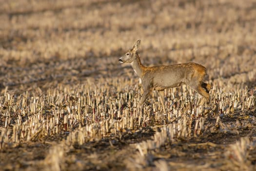 a beautiful deer doe standing on a harvested field in autumn