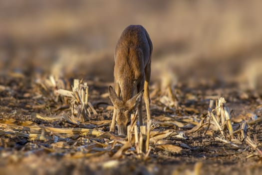 a young roebuck stands on a harvested field in autumn