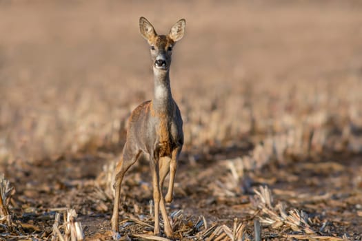 a beautiful deer doe standing on a harvested field in autumn