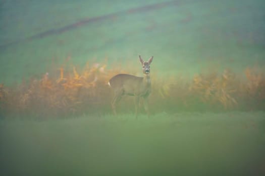 a young roebuck hides in a meadow in summer