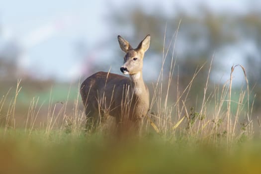 a beautiful roe deer doe stands on a meadow in summer