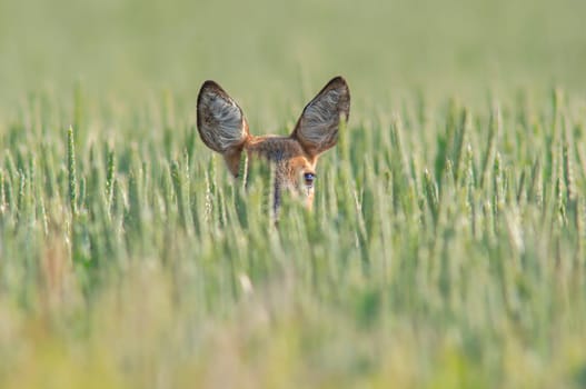 a beautiful roe deer doe stands in a green wheat field in summer