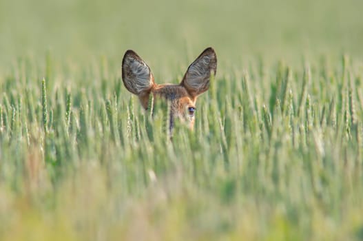 a beautiful roe deer doe stands in a green wheat field in summer