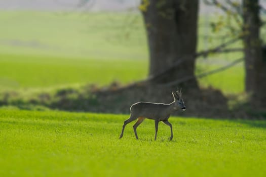 a young roebuck stands on a green field in spring