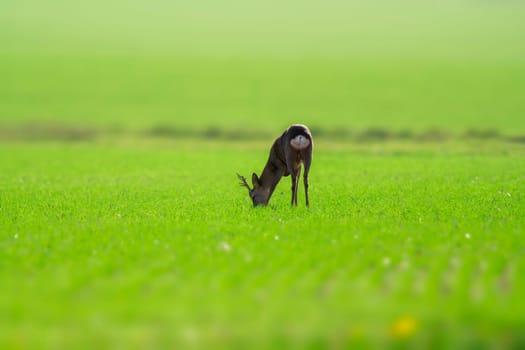 a young roebuck stands on a green field in spring