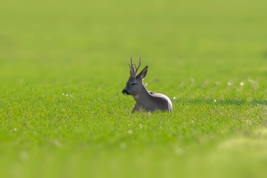 a young roebuck sits on a green field in spring