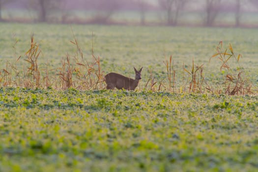 a beautiful deer doe standing on a meadow in autumn