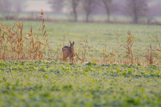 a beautiful deer doe standing on a meadow in autumn