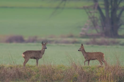 a group of roe deer in a field in autumn