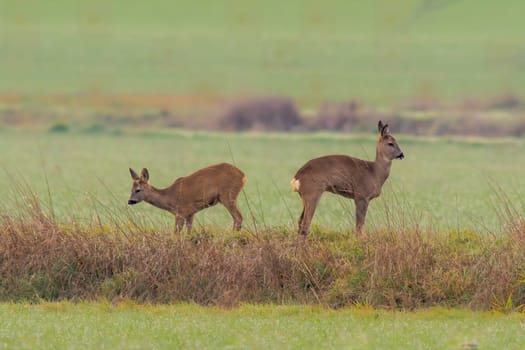 a group of roe deer in a field in autumn