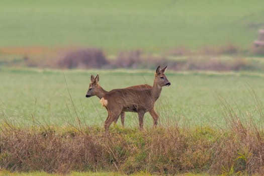 a group of roe deer in a field in autumn