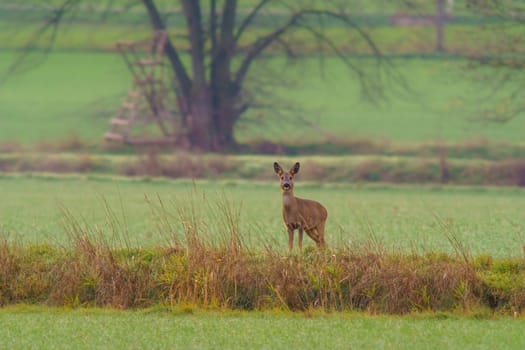 a beautiful deer doe standing on a meadow in autumn