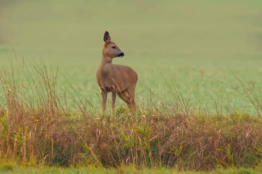 a beautiful deer doe standing on a meadow in autumn