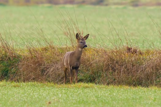 a young roebuck stands on a meadow in autumn