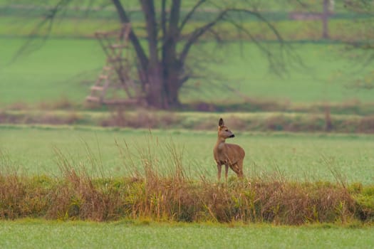 a beautiful deer doe standing on a meadow in autumn