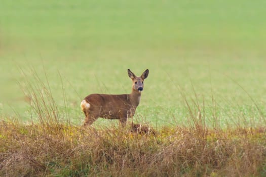 a beautiful deer doe standing on a meadow in autumn